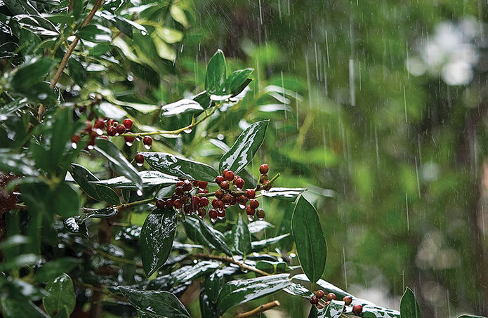 Rain on foliage